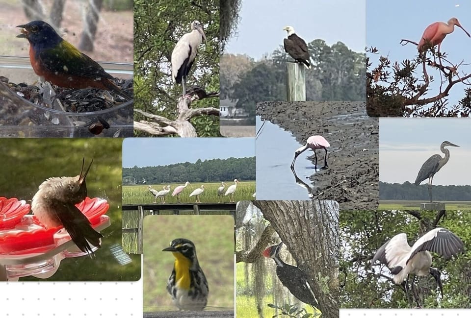 Birder paradise! All photos on property: painted bunting, wood stork, spoonbill.