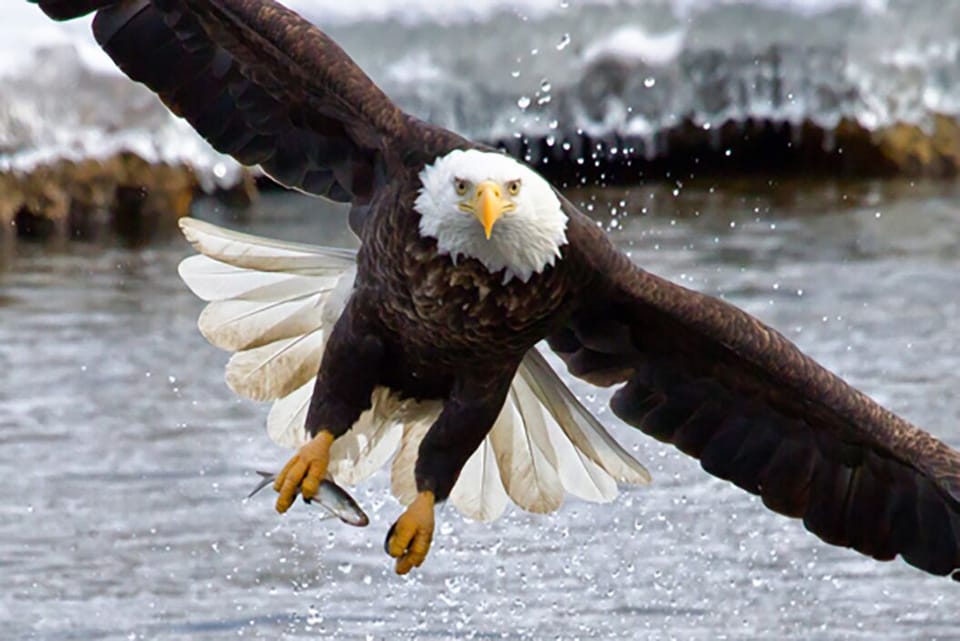 Enjoy bird watching the diverse fowl that live along the Chesapeake Bay