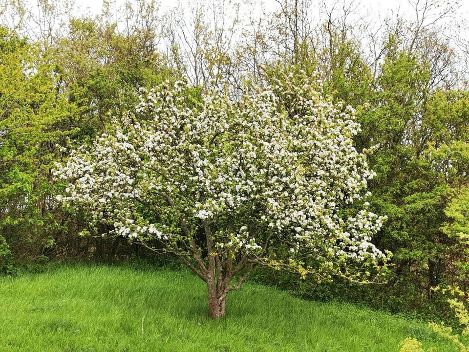 House | Miscellaneous