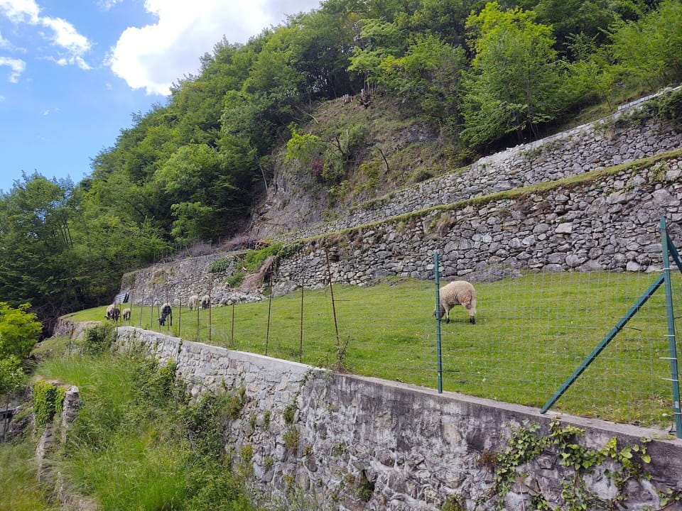 Plant, Cloud, Plant Community, Sky, Natural Landscape, Slope, Highland, Tree, Fence, Grass