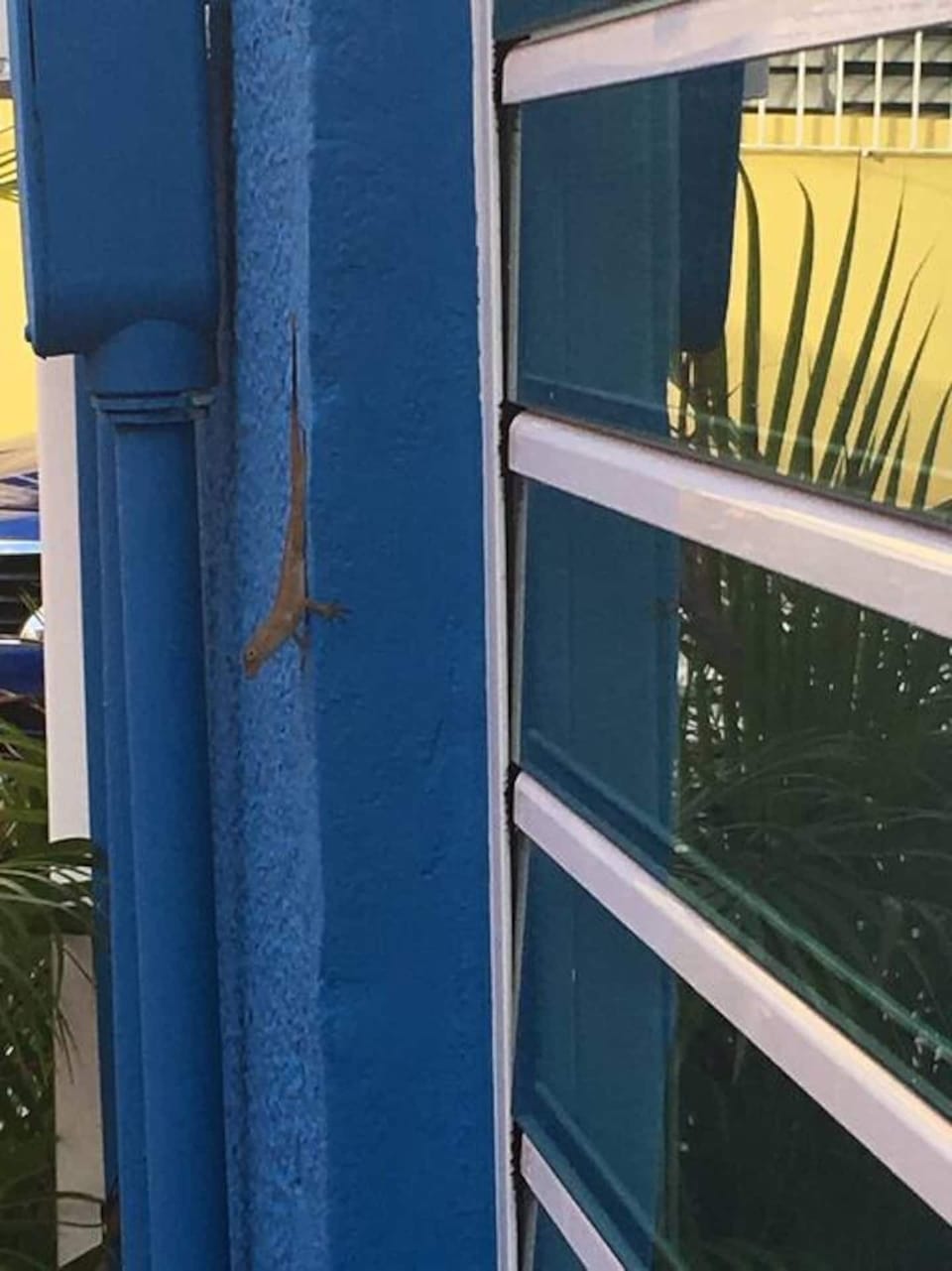 Neighborly lizard Edgar will keep you company.
