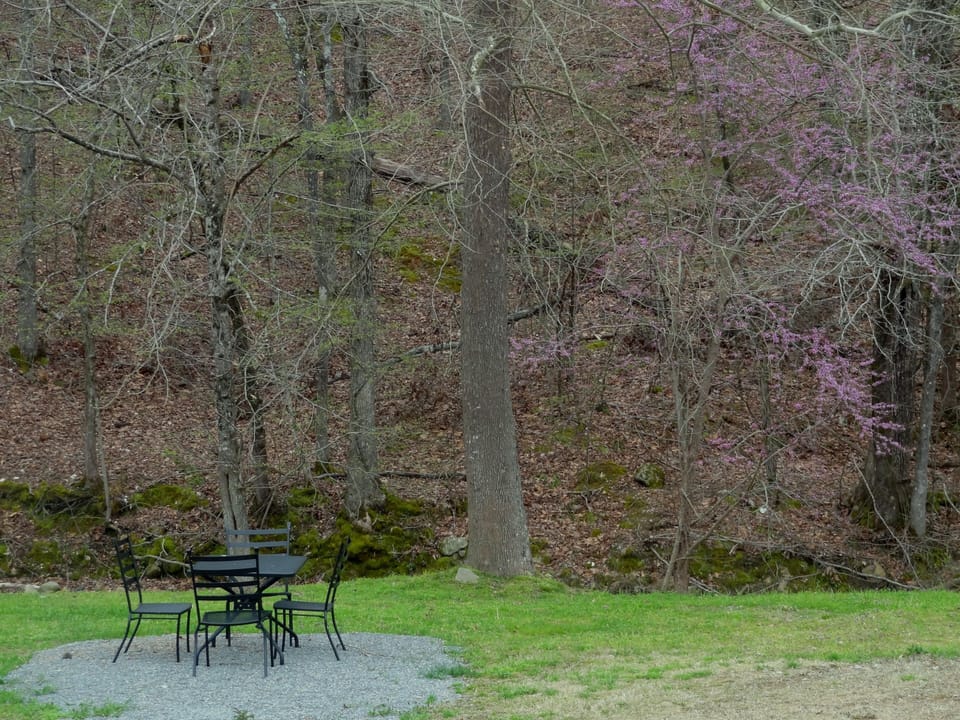 Grass, Tree, Chair, Furniture, Vegetation