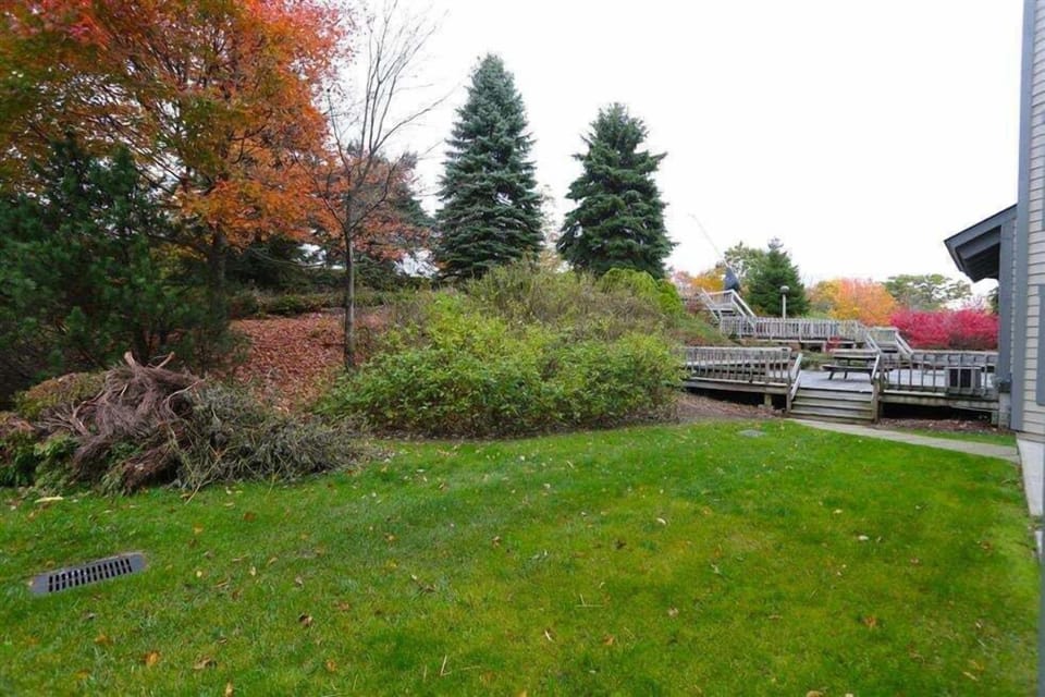 Grass, Nature, Outdoors, Yard, Tree