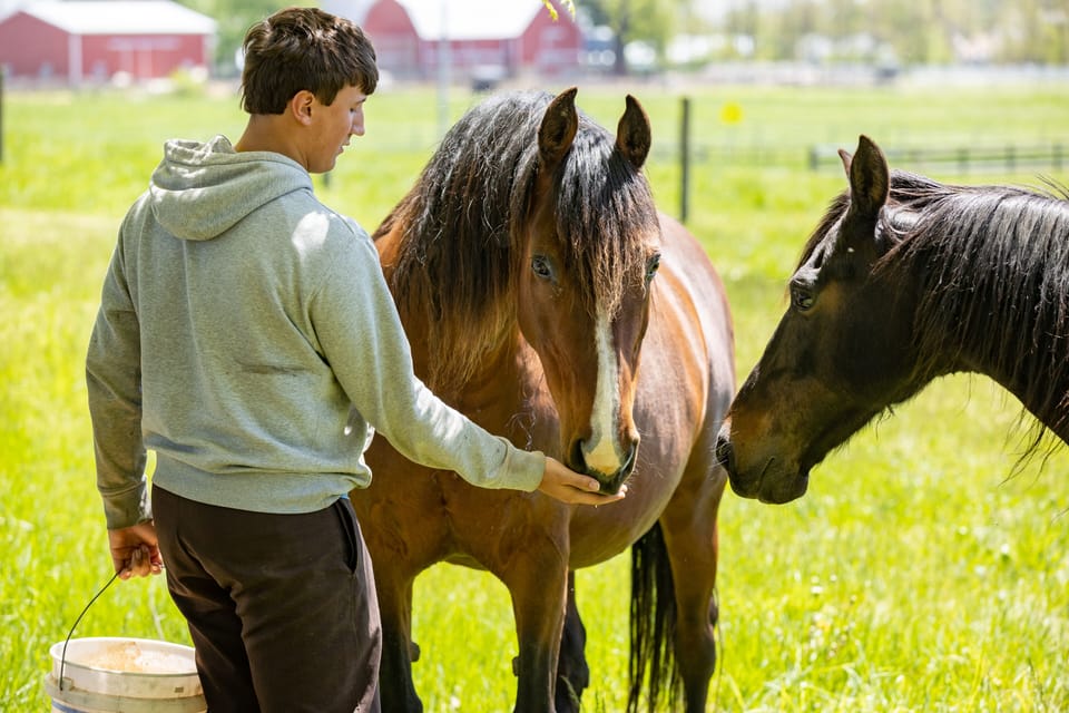 A few of the beautiful horses you'll see during your stay.