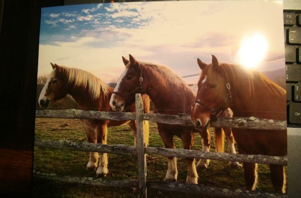 The Big Boys across from the house/front porch. Belgian and Suffolk drafts