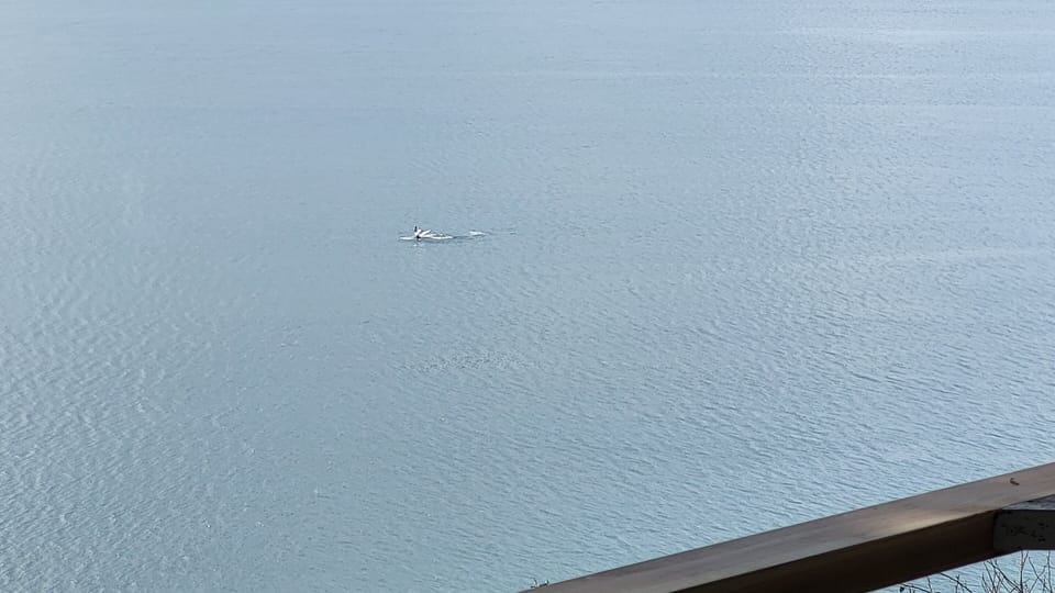 This is a whale feeding directly in front of the house.  Not a great picture.