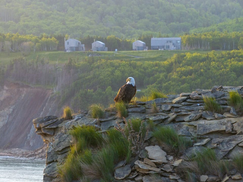Eagle Perched Above the Cliffs