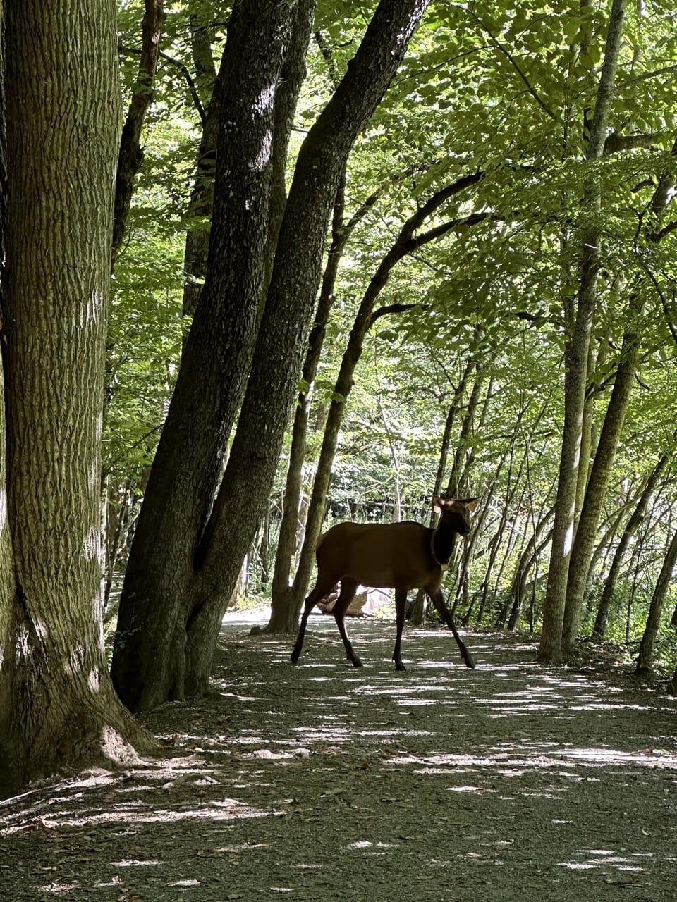 Elk can be seen during all seasons in Great Smoky Mountains National Park!