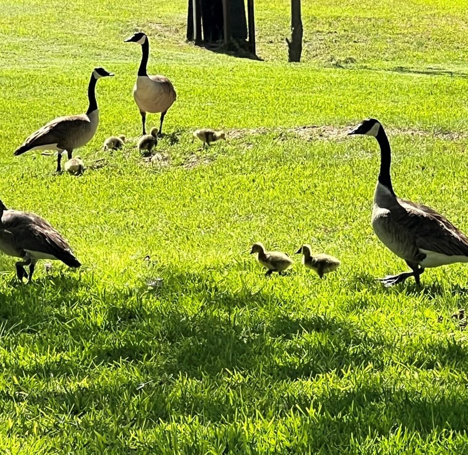 Springtime brings tons of wildlife