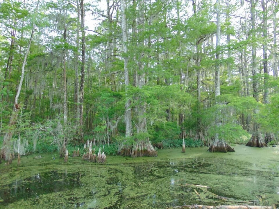 Beautiful Bayou View
