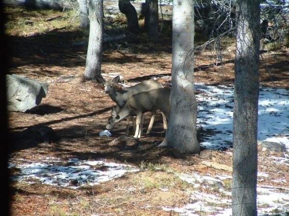Mule deer feeding in the front yard.