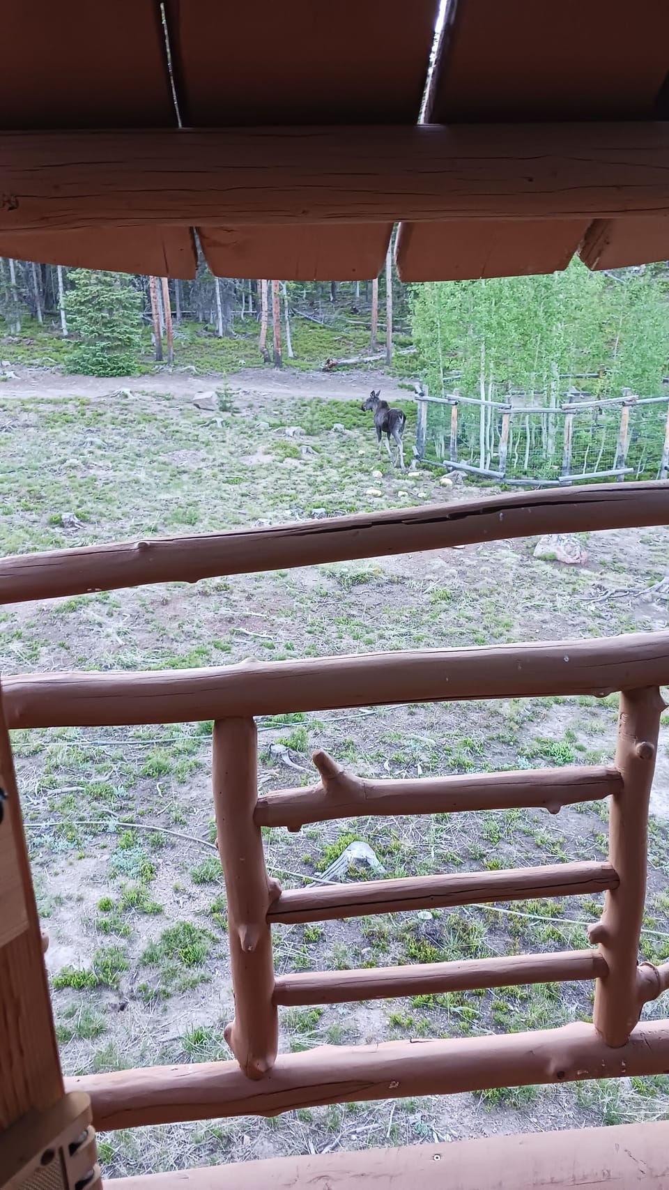 Moose eating aspen leaves below the balcony