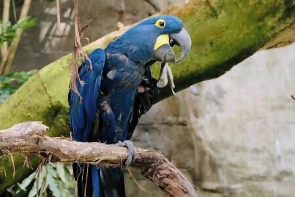 The National Aviary is a Pittsburgh treasure. Walk there in 15 minutes. 