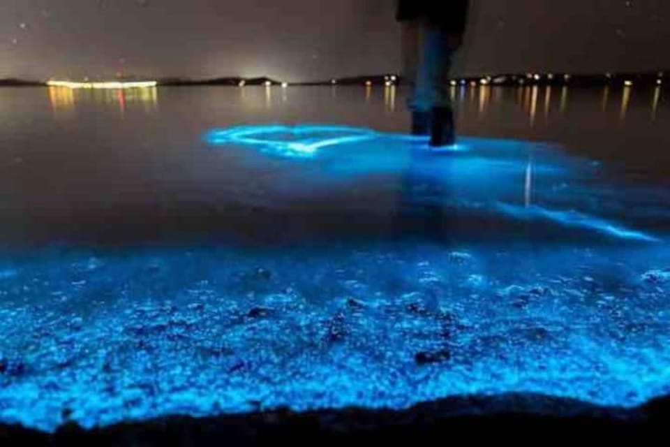 Bioluminescence in the Indian River 