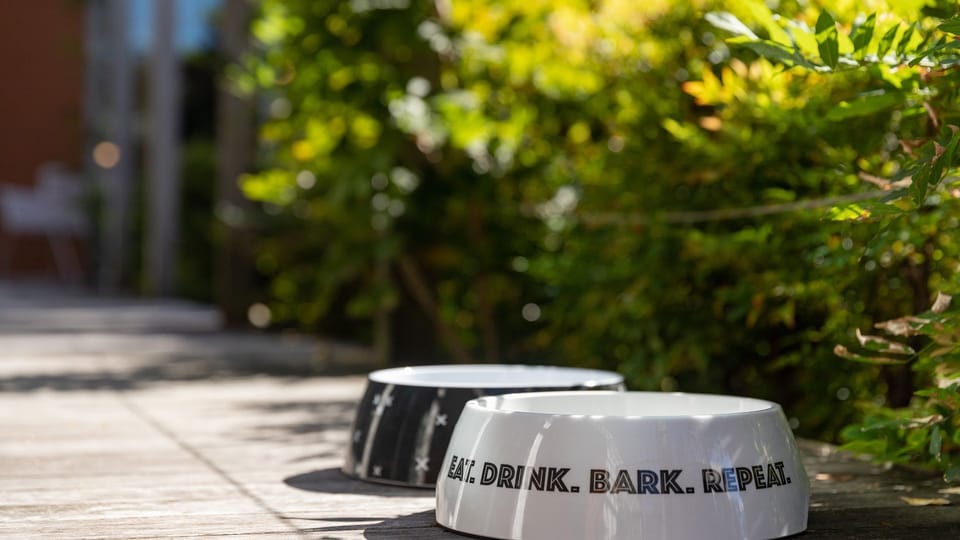 Dog Bowls