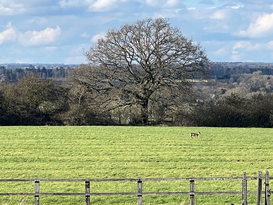 View to the North (with deer!)