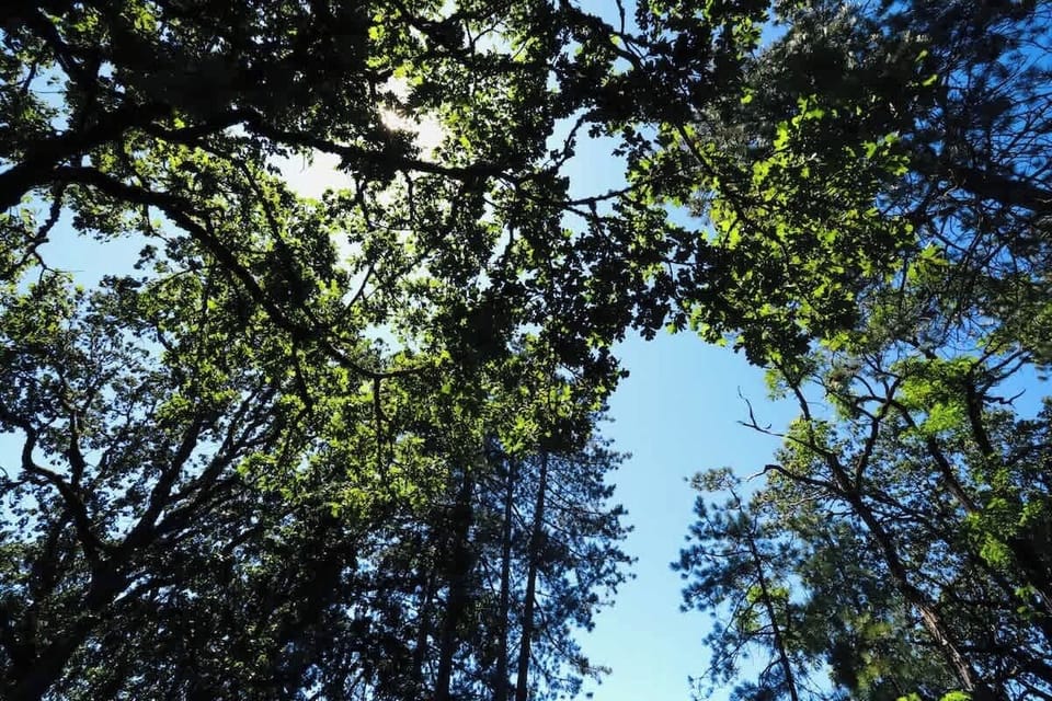 Relax under the canopy of lush trees, with sunlight streaming through the branches—bringing nature’s calm right to your doorstep.