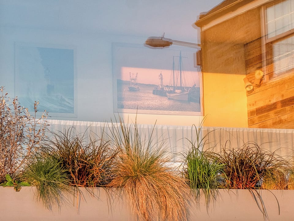 An assortment of grass&rsquo;s are growing fast below the panoramic window | Old Quay, Newlyn