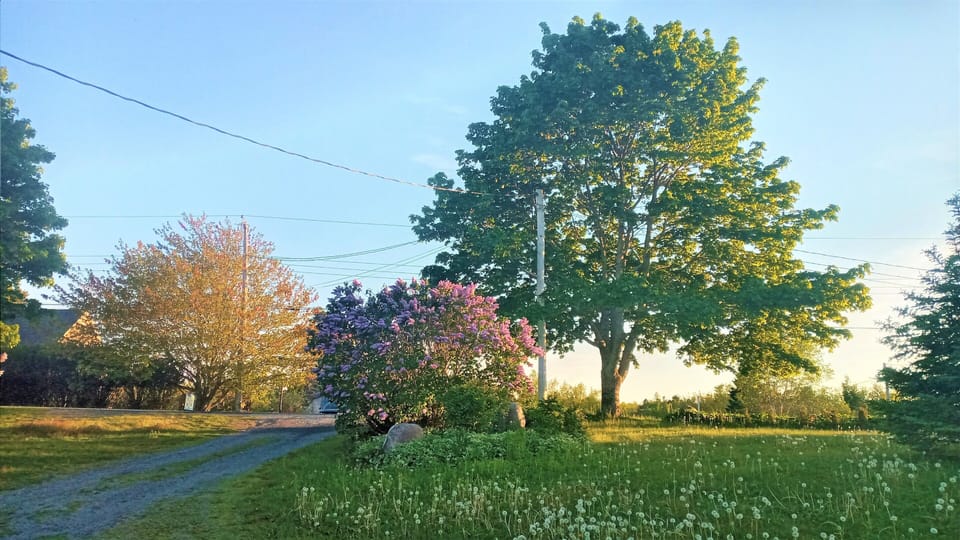 Driveway in the spring