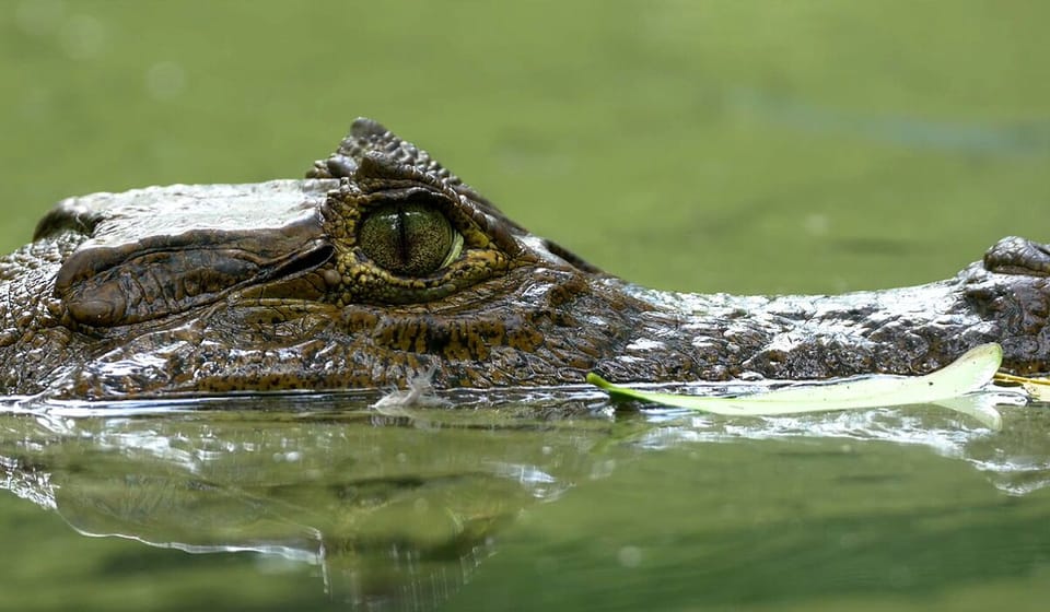 Palo Verde Wildlife Tour