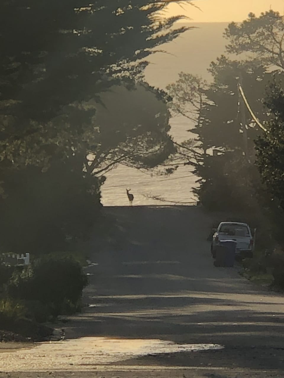 amazing photo from center of our street of a deer gazing at the ocean