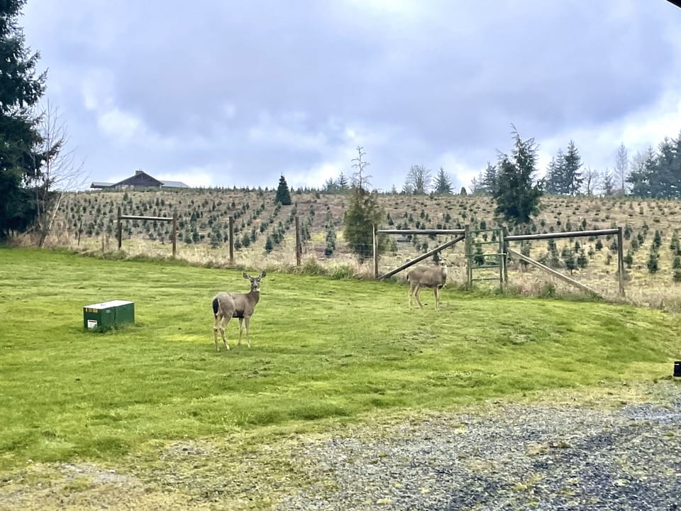 Deer often visit - Christmas tree farm next door
