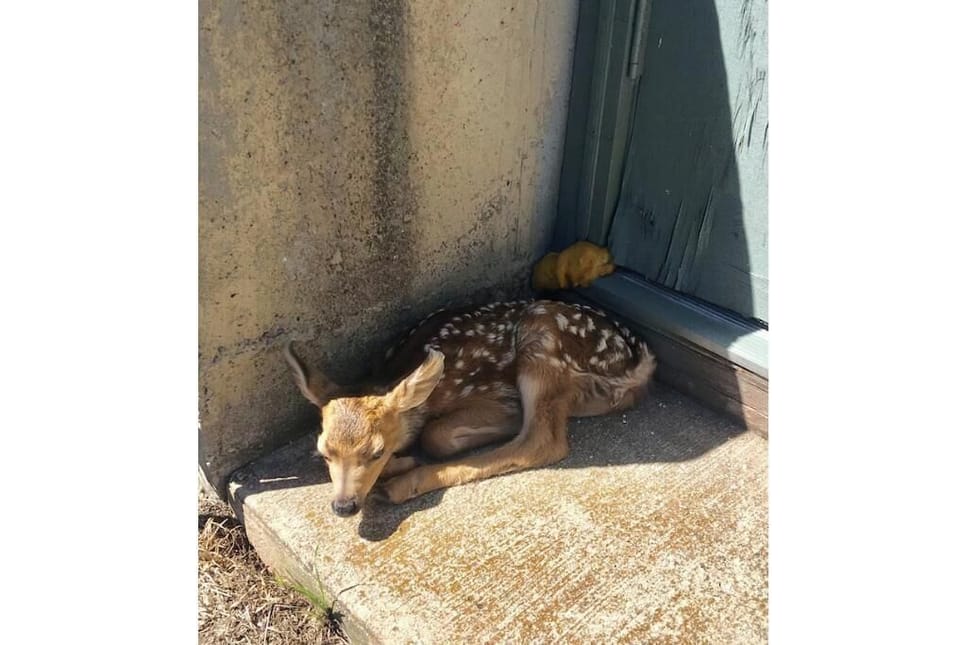 You might even see a deer on our property!