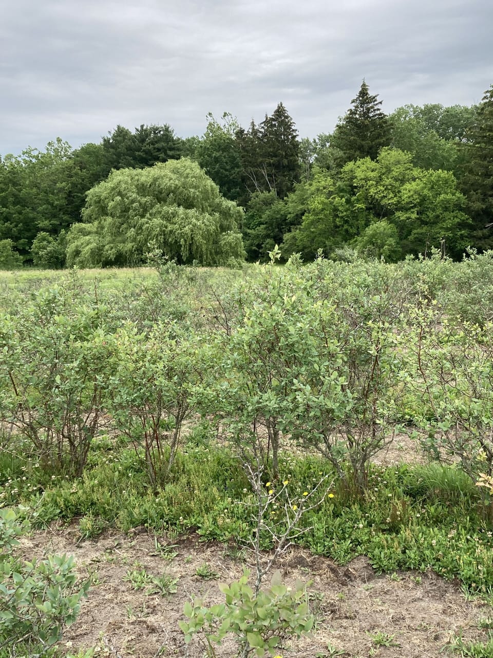 Fresh blueberries on the property 