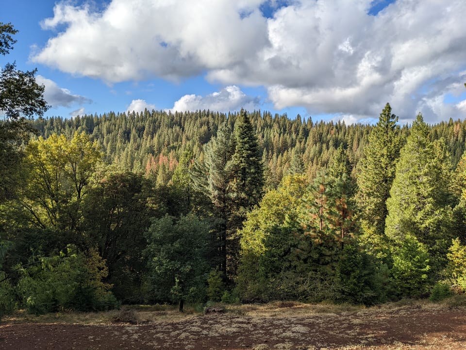 Trees!