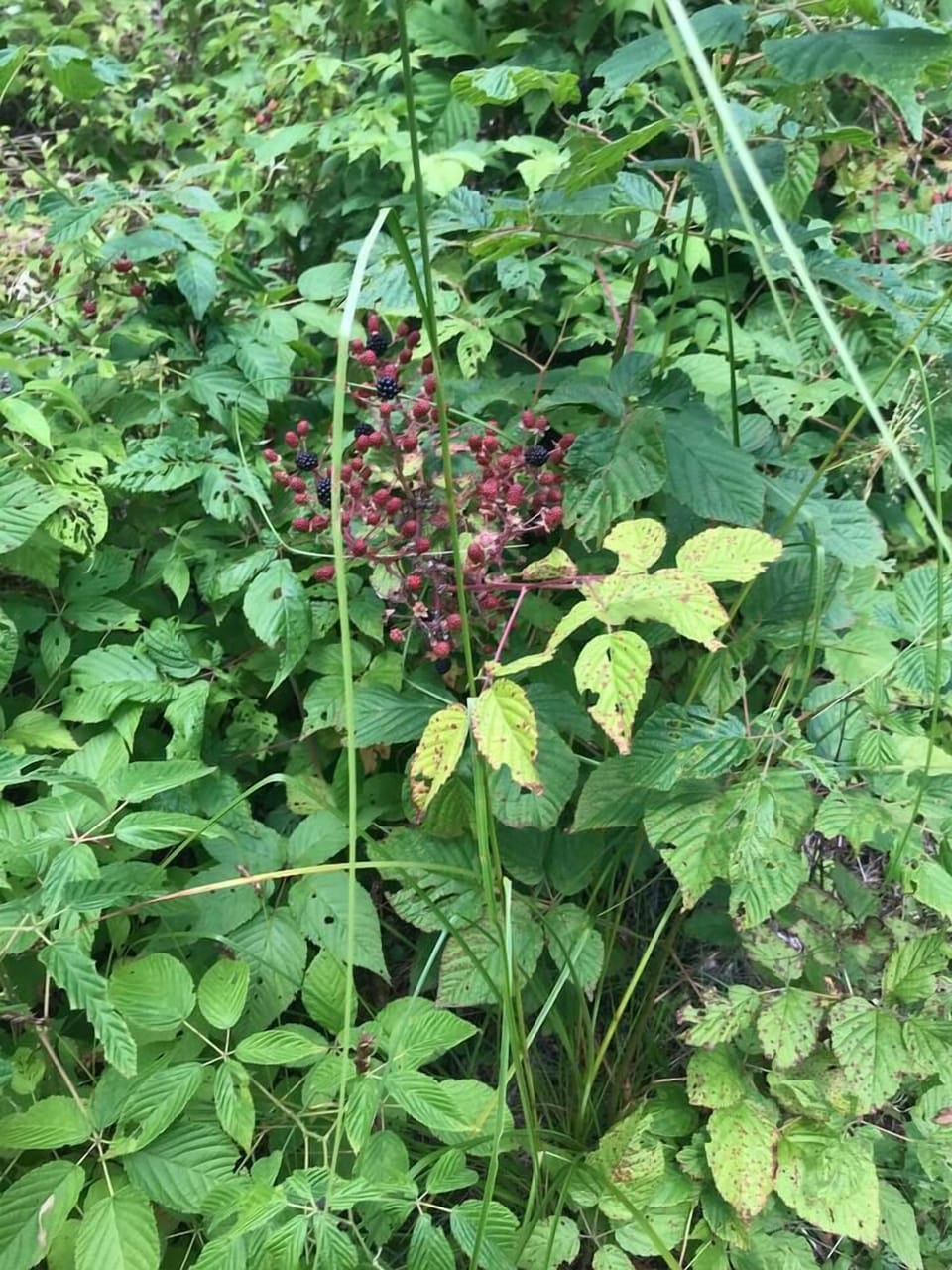 Fresh wild blueberries on the Wetlands Trail