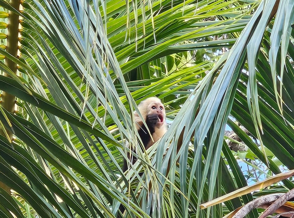 Capuchin monkeys are a regular sight - many families visit the house each day