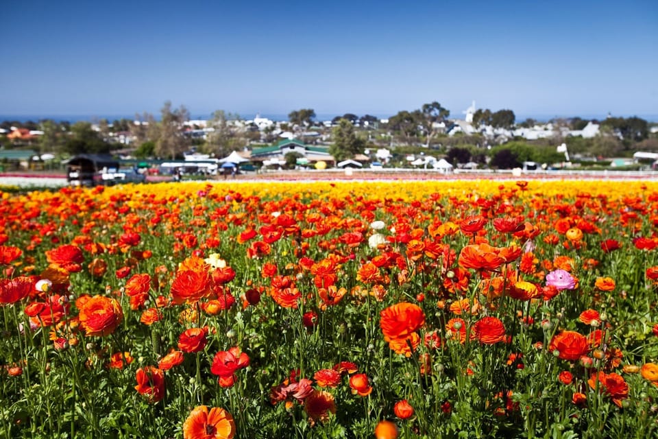 Carlsbad flower fields are a popular destination when in bloom. Only a five minute drive from Casa Terraza. .