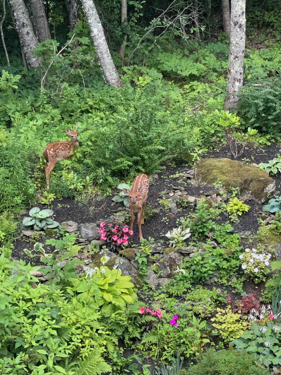 Lots of wildlife, but less than a 5 minute walk to the harbor and restaurants. 