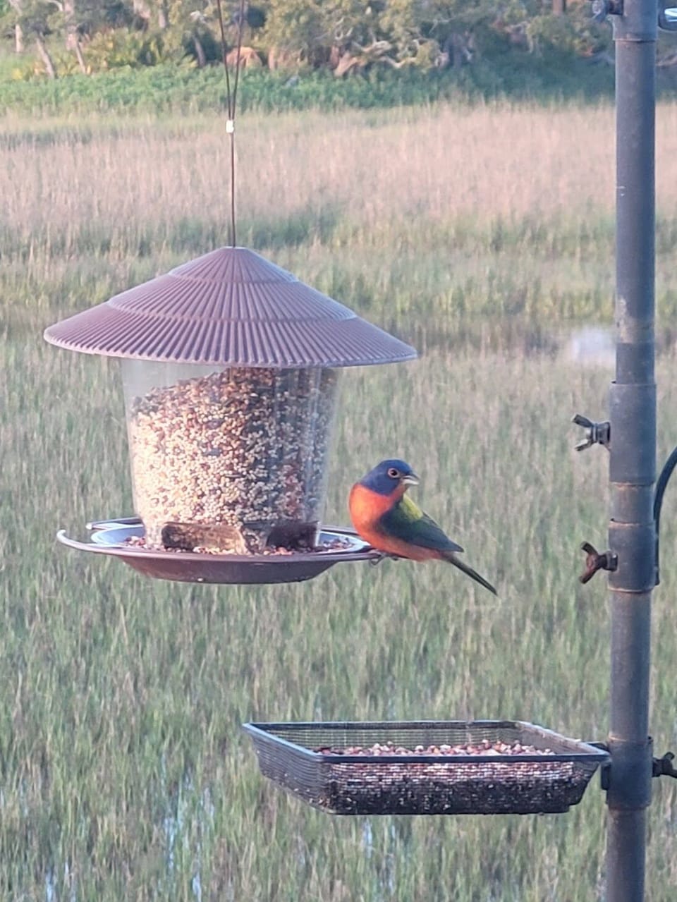 male painted bunting
