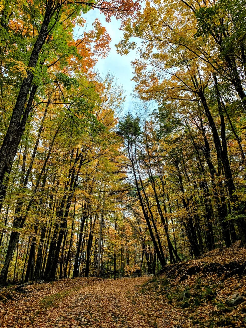 Come see all the colors of the fall leaves in late September/ early October