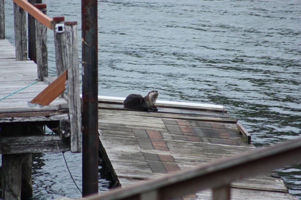 Lake otters