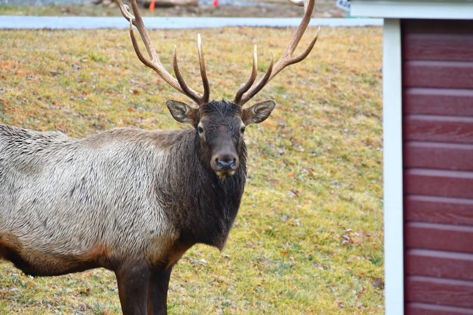 Local Wild Elk