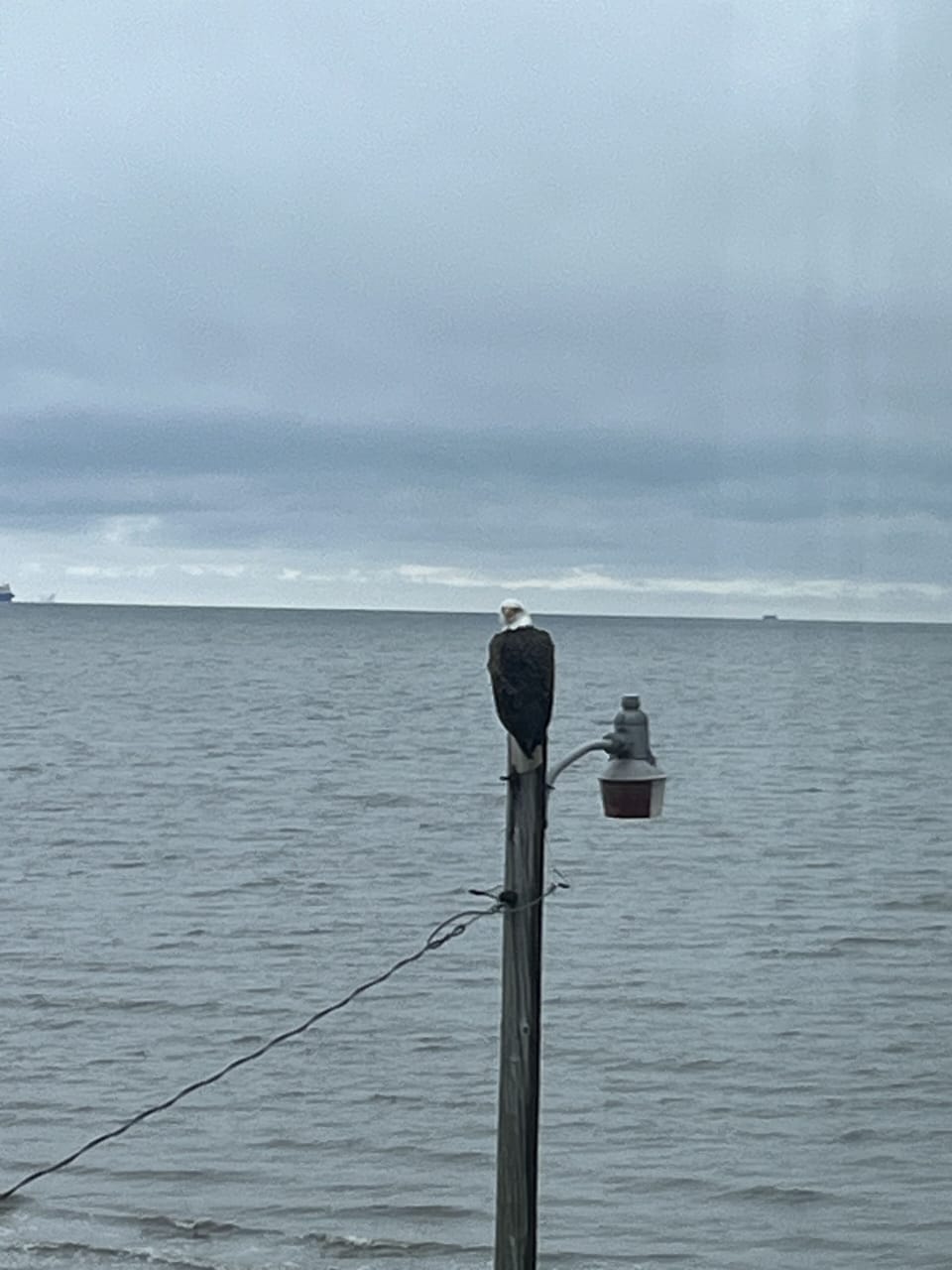 Meet "Reggie" our bald eagle friend