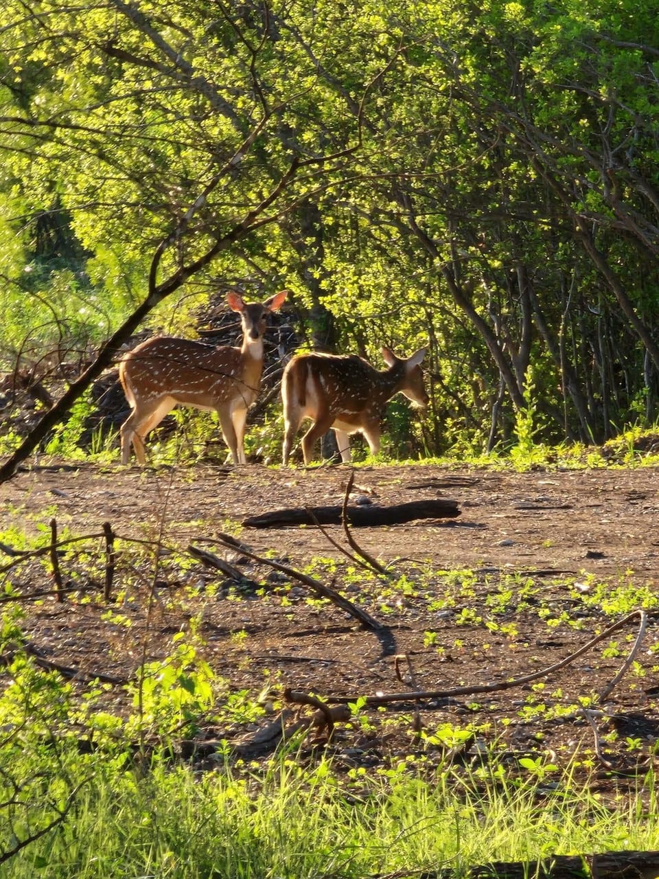 More Deer