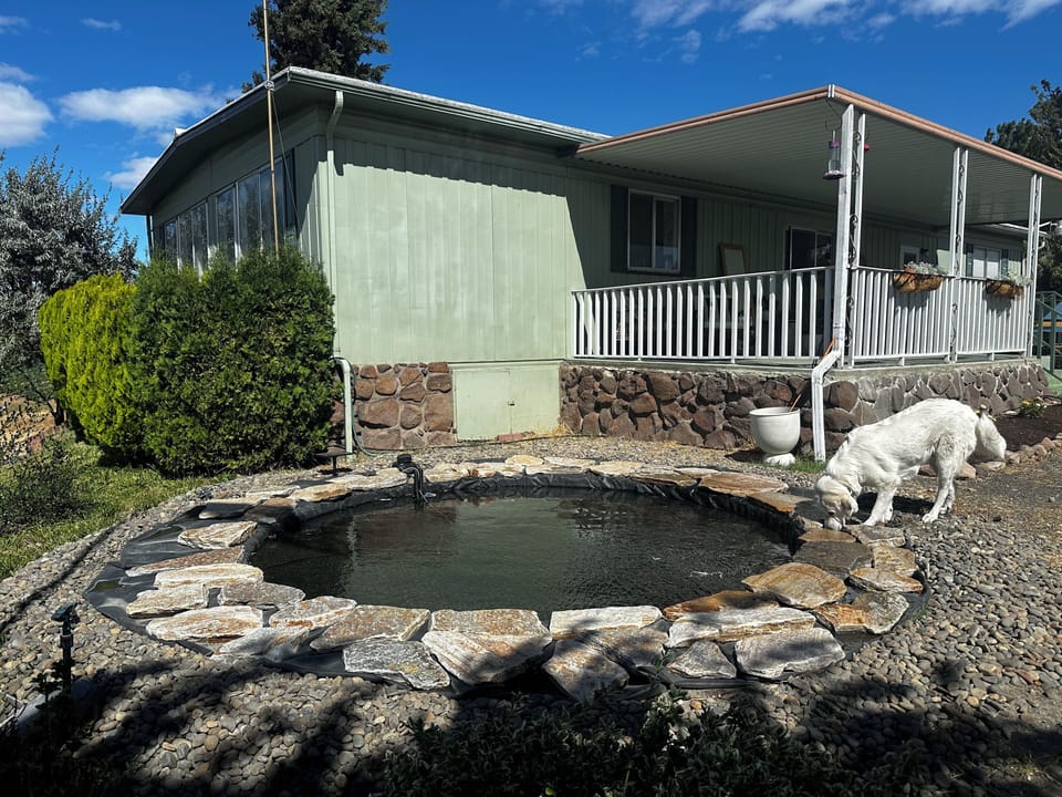 Daisy's watering hole!  