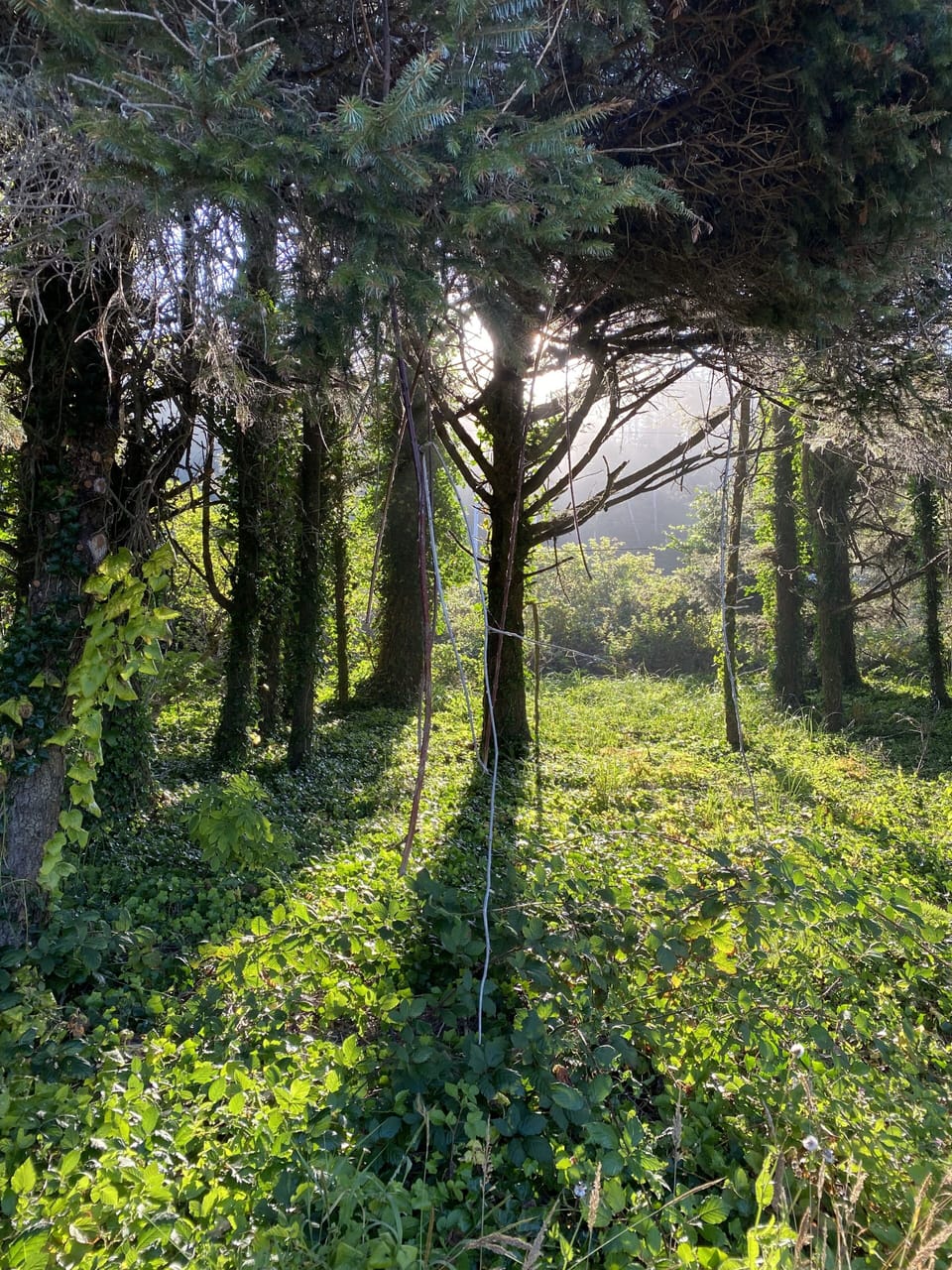 Property grounds
