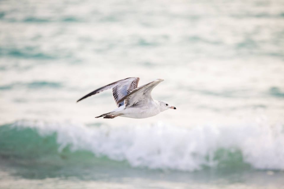 Even the wildlife likes it here