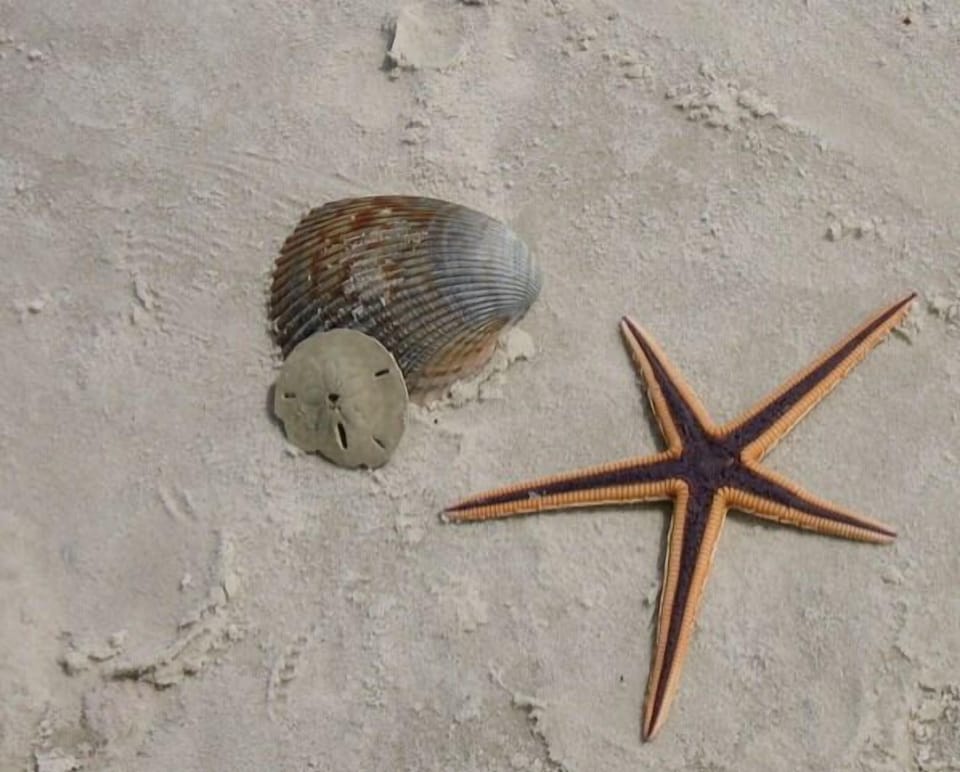 Shelling