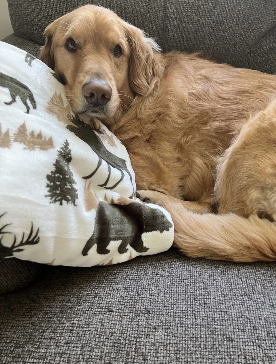 Pets are welcome!