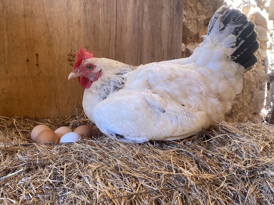The happy hens give fresh eggs every day and you are free to take.