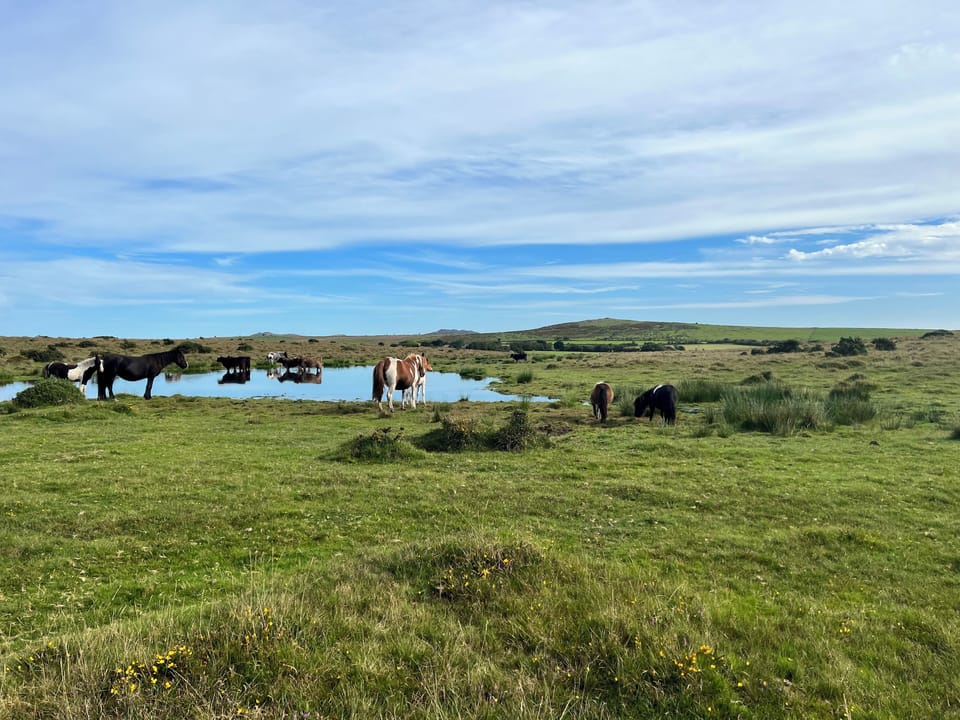 On Bodmin Moor