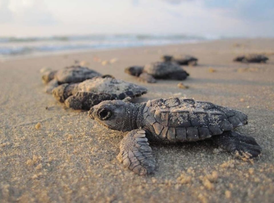 Sea Turtle nesting season is from Mid-May to August, maybe you'll get lucky enough to catch a hatching!