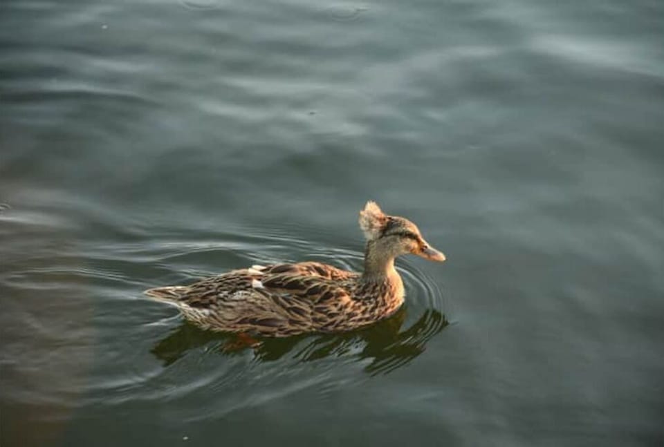 Afro Jack is the Queen of the Creek!  Our favorite duck!