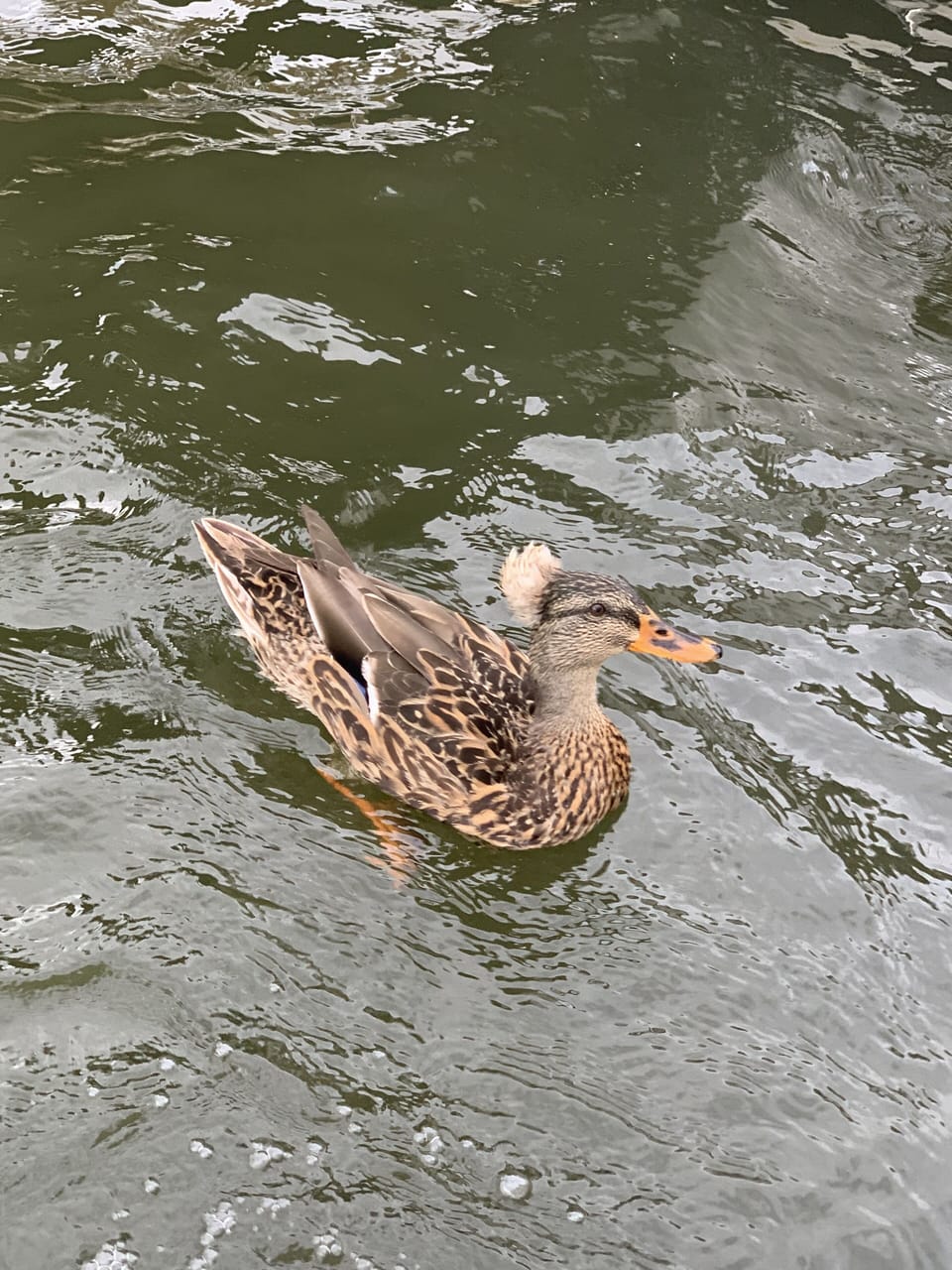 Afro Jack is the Queen of the Creek!  Our favorite duck!