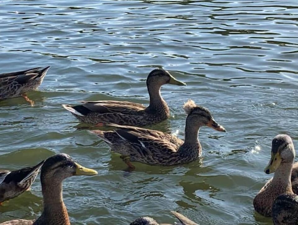 Afro Jack is Queen of the Creek!  Our favorite duck!